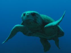 This "little guy" just happened to swim by me when I was ... by John Brethauer 